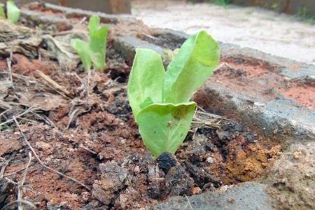 imagem Programa de Educação Socioambiental – Projeto Agroflorestar